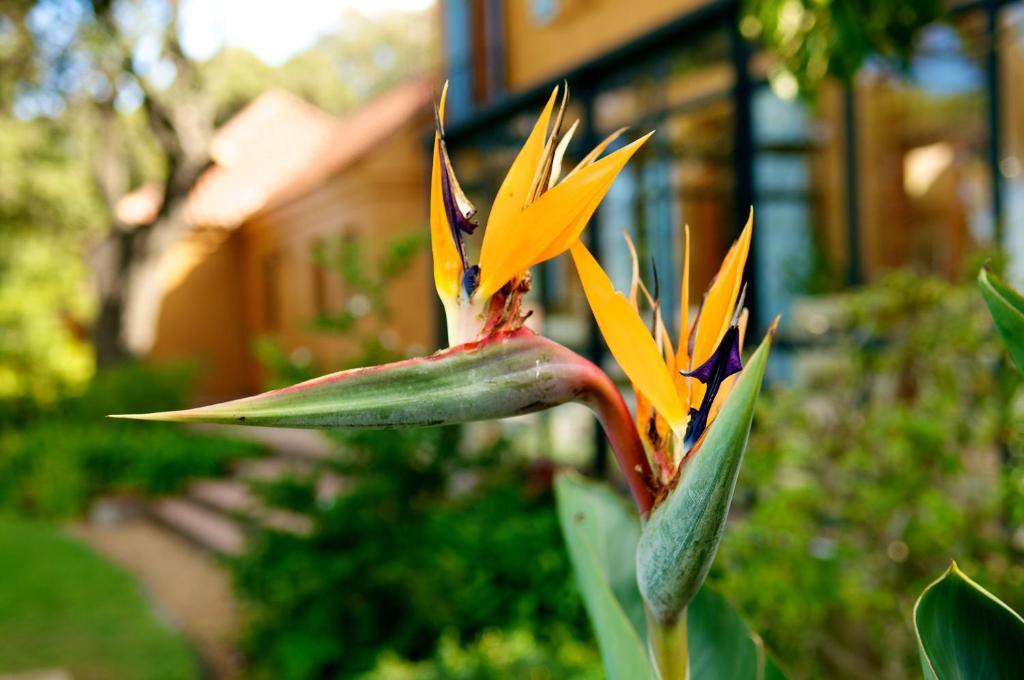 Cap Serein Guest House Cape Town Exterior foto
