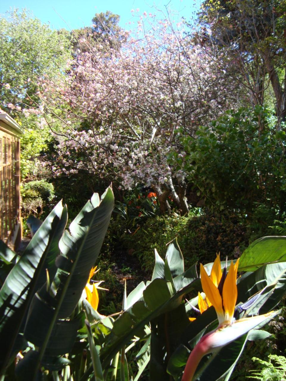 Cap Serein Guest House Cape Town Exterior foto